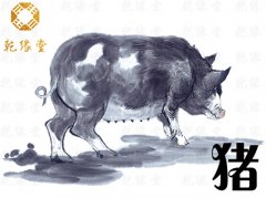 重庆渝中区八字算命谈2021年属猪人几月能走好运