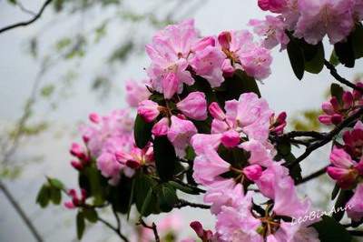 四川达州风水大师谈八字命理术理论其年为根、月为苗、日为花、时为果